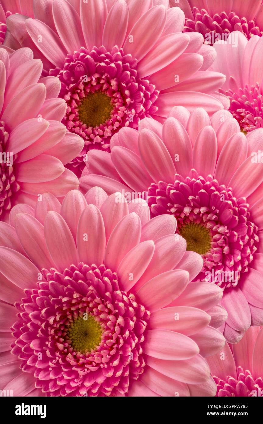 Details Zu Pinkfarbenen Gerbera-Blumen Stockfoto
