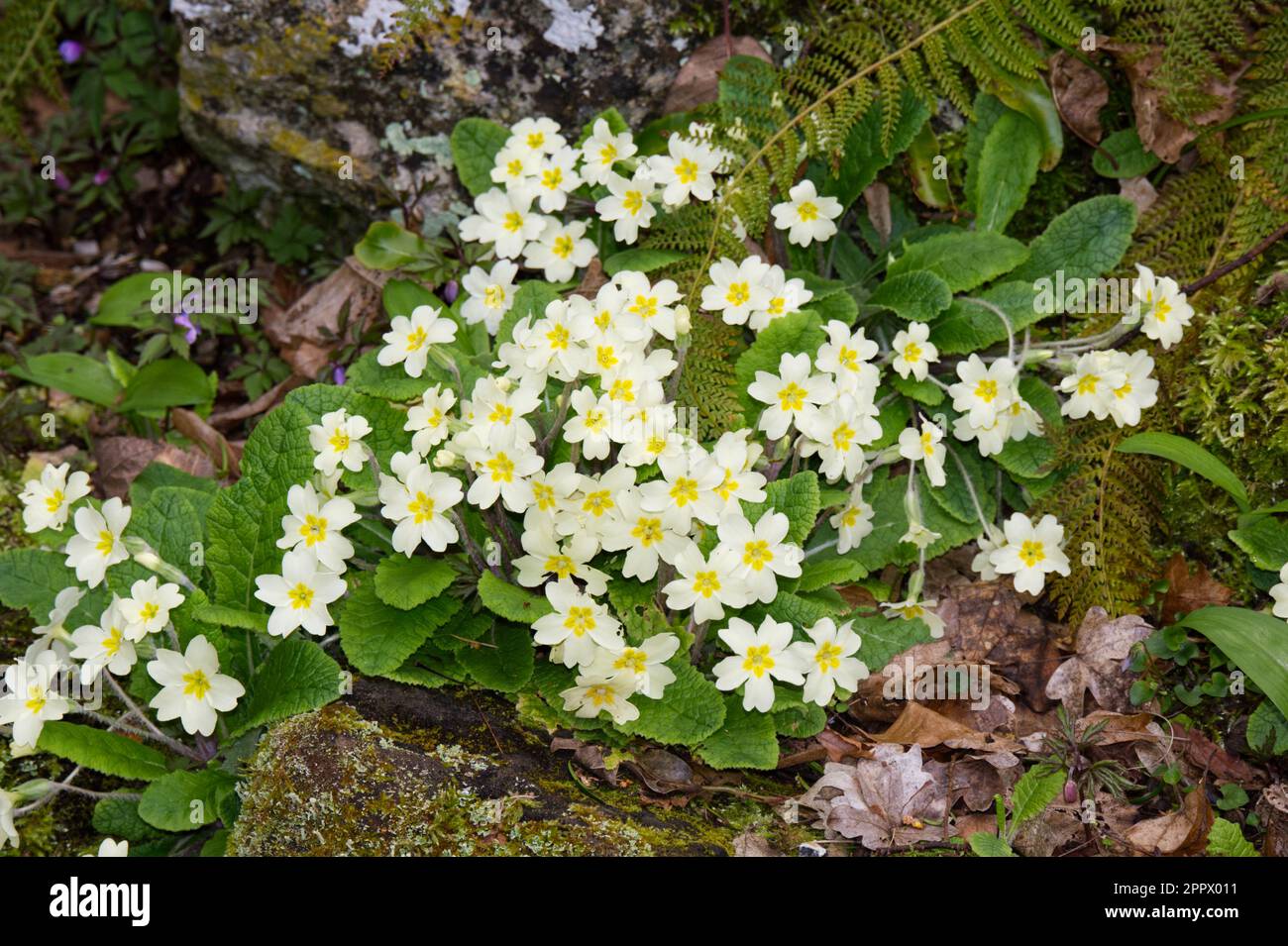 Wilde Primrosen, Primula Vulgaris, die im April in Großbritannien auf dem Waldboden wachsen Stockfoto