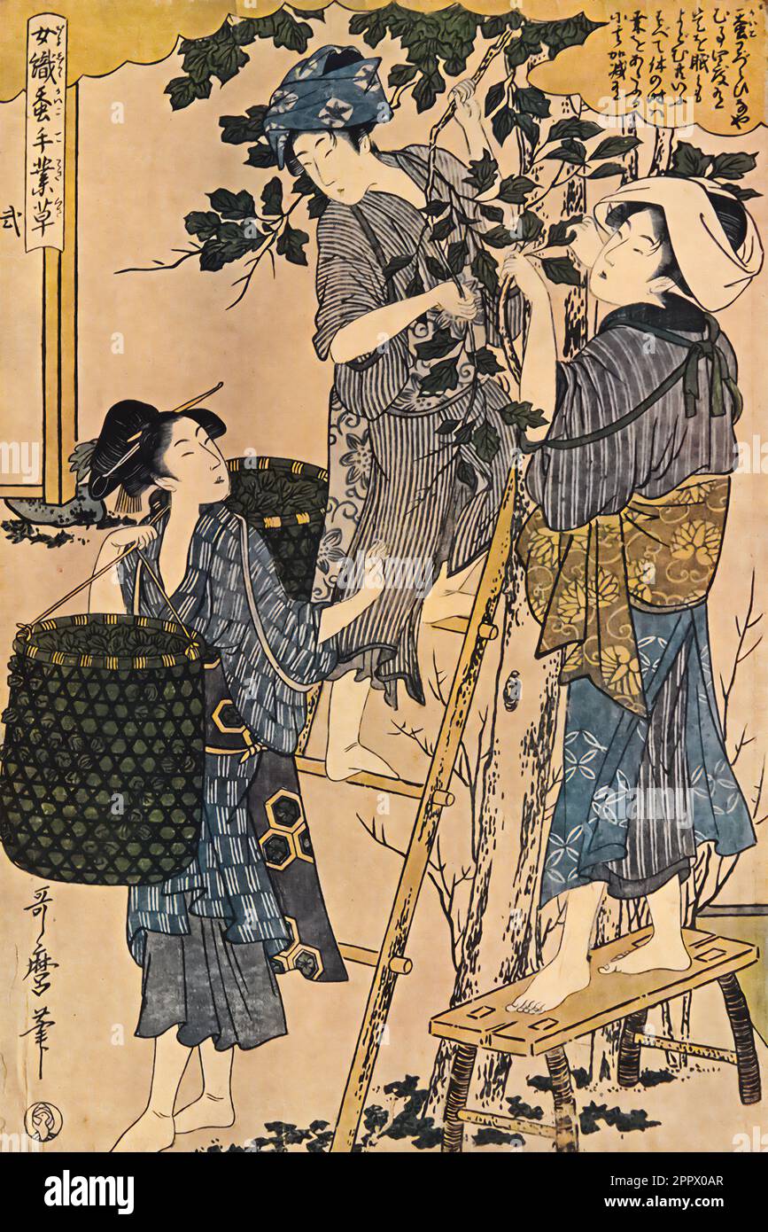 Kitagawa Utamaro : Mädchen sammeln Maulbeerblätter (Teil des 12-Blatt Print of Sericulture) aus dem Buch " Eine Geschichte japanischer Farbdrucke " von Woldemar von Seidlitz, 1850-1922 Herausgeber London : Heinemann 1910 Stockfoto