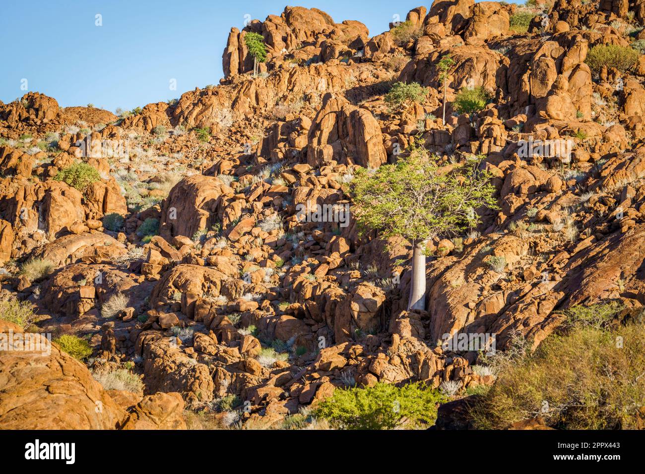 Moringa-Baum steht zwischen Felsen am Fuße eines Hügels in Damaraland, Namibia, Afrika Stockfoto