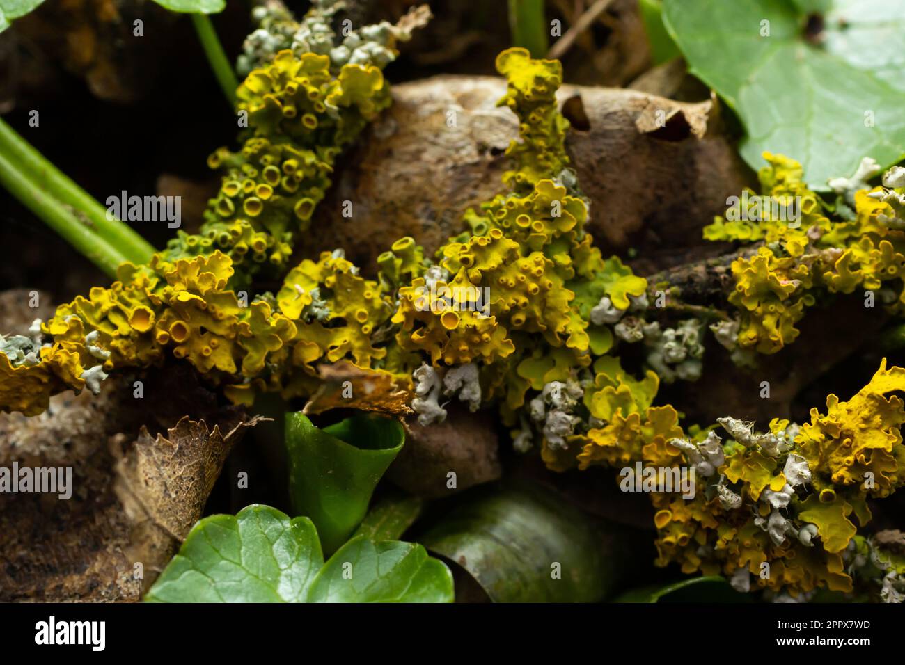 Xanthoria parietina gemeine orangefarbene Flechten, Gelbschuppen, Seelichtflechten und Landflechten an der Rinde des Astes. Dünner trockener Ast mit Orangen Stockfoto