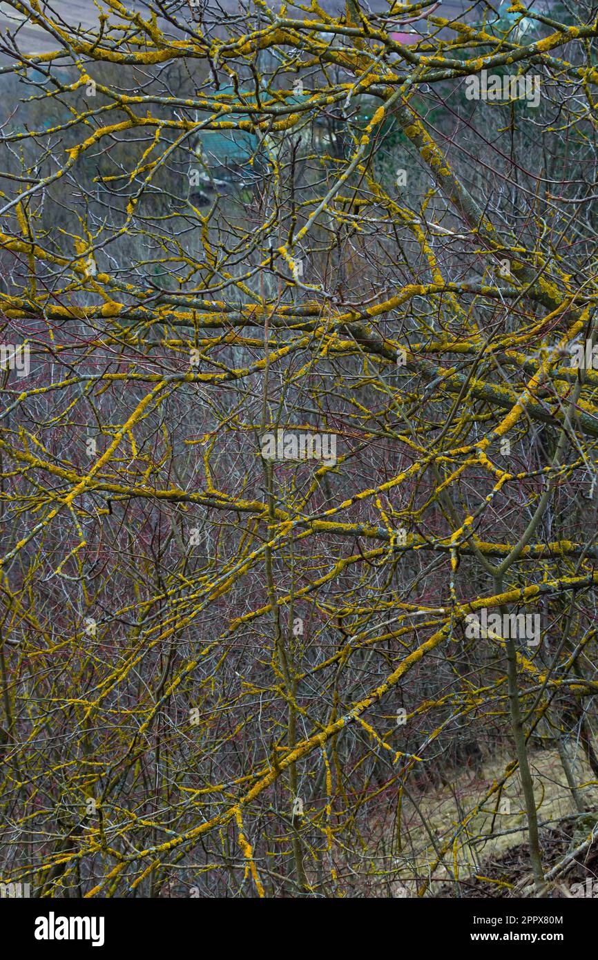 Xanthoria parietina gemeine orangefarbene Flechten, Gelbschuppen, Seelichtflechten und Landflechten an der Rinde des Astes. Dünner trockener Ast mit Orangen Stockfoto