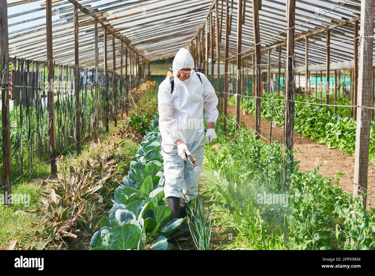 Männlicher Landwirt, der Pestizide besprüht, während er im Biobetrieb inmitten grüner Pflanzen spaziert Stockfoto