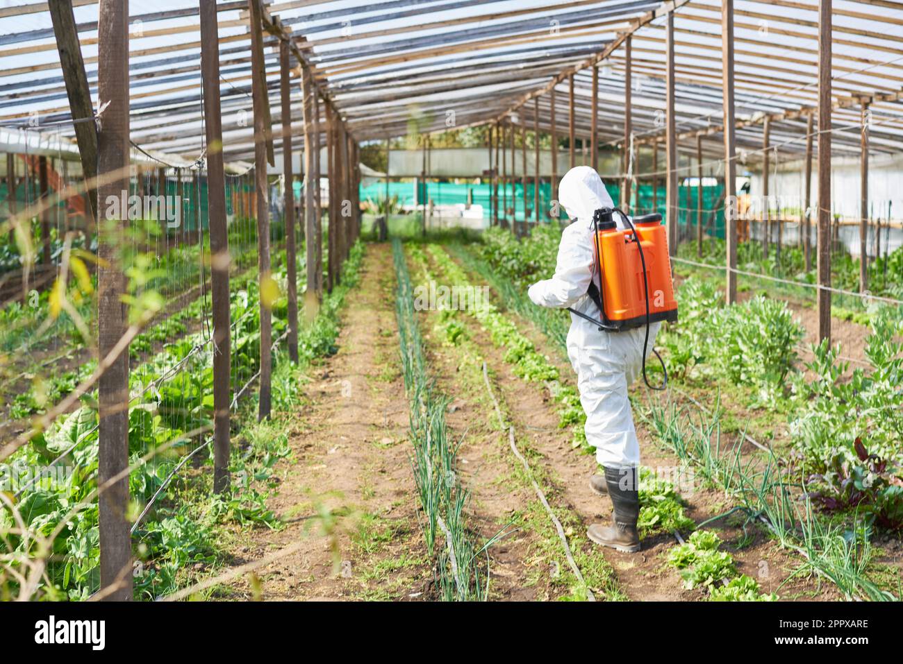 Bauern, die Gefahrstoffanzüge tragen, sprühen Pestizide auf Pflanzen im ökologischen Landbau Stockfoto