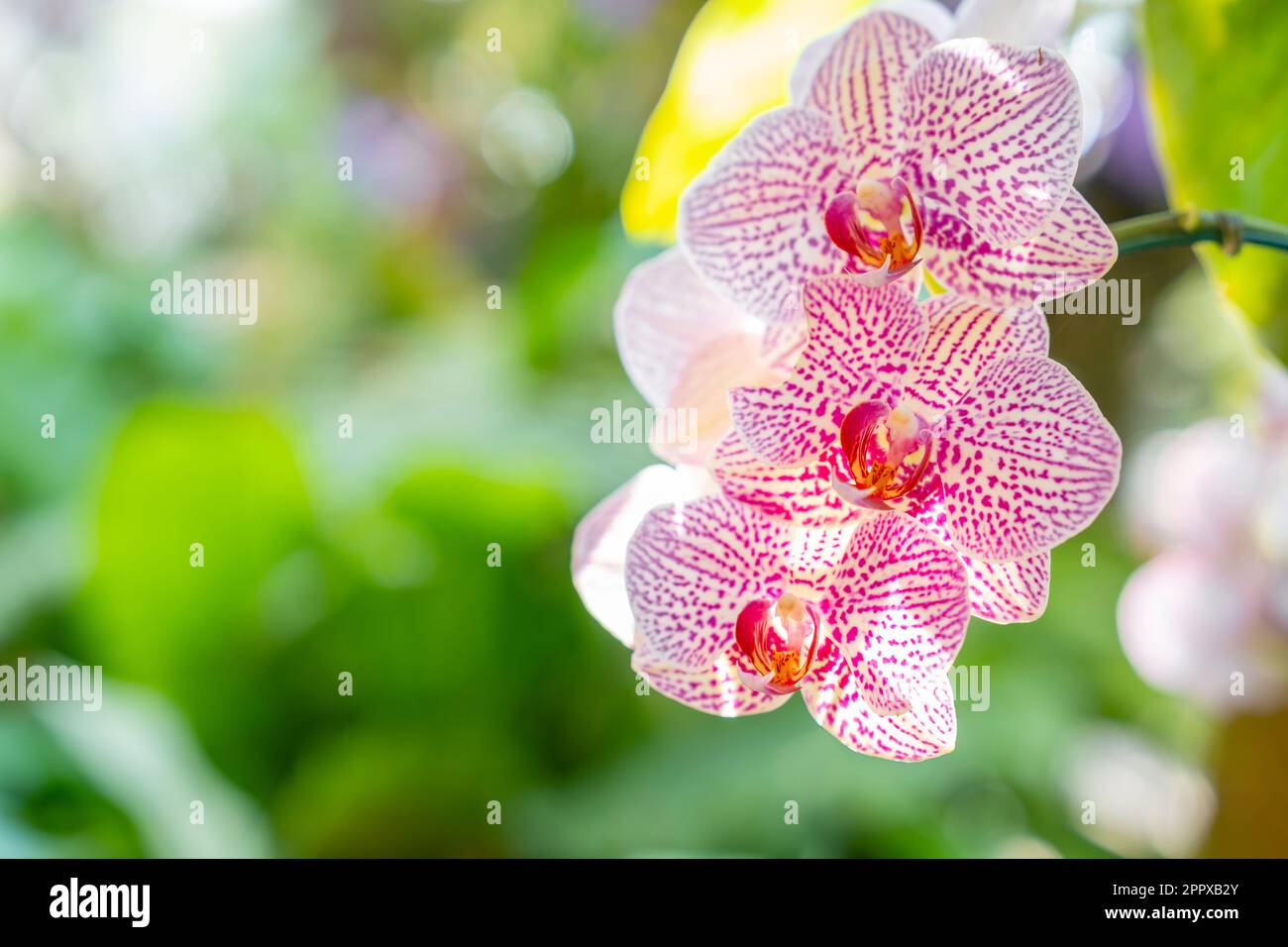 Nahaufnahme von pinkfarbenen Orchideen mit natürlichem Hintergrund, wunderschöne blühende Orchideenblume im Garten. Stockfoto