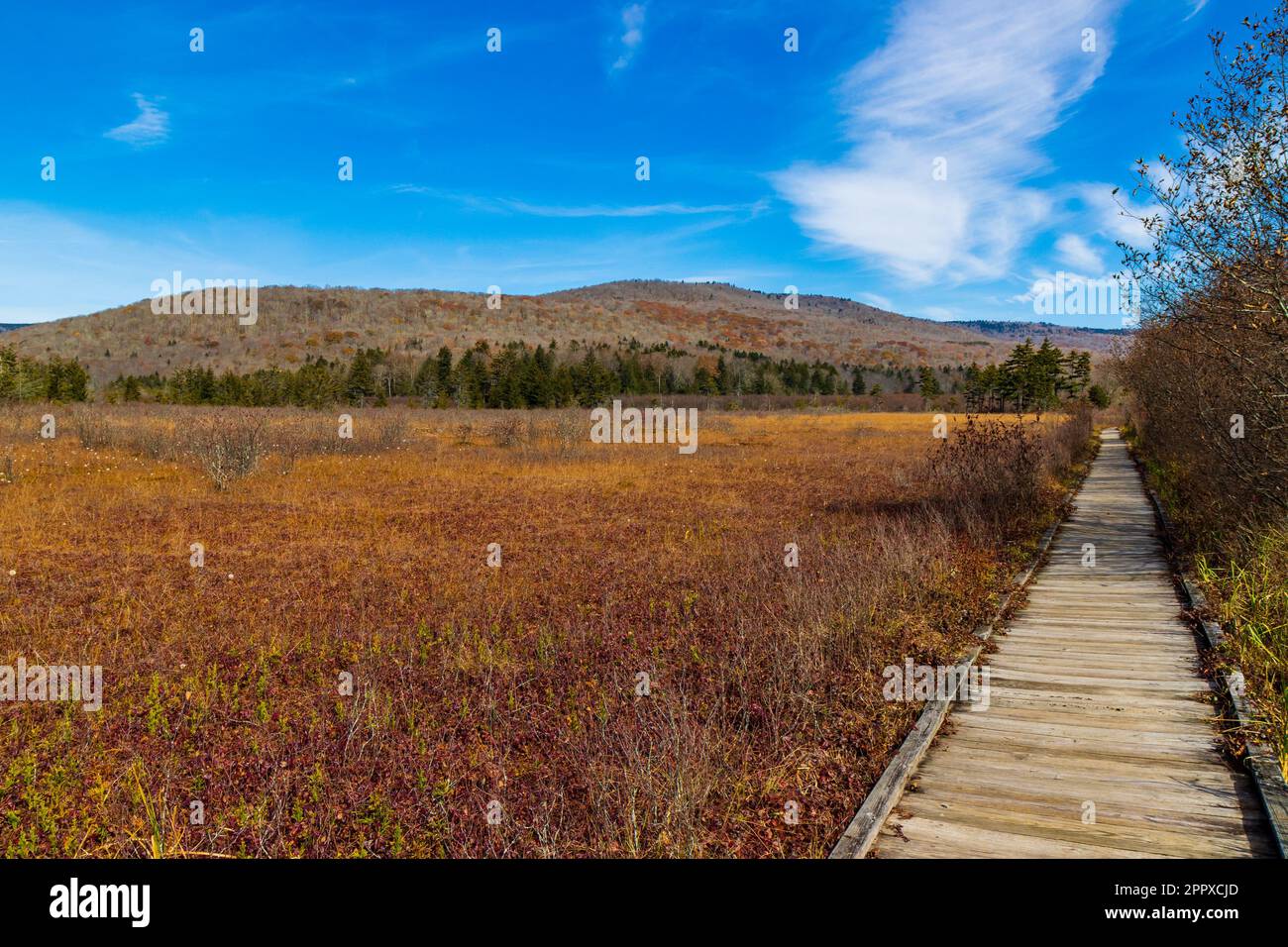 Der Cranberry Glades Boardwalk mit üppigem Grün und leuchtenden Herbstfarben ist eine malerische Herbstszene Stockfoto