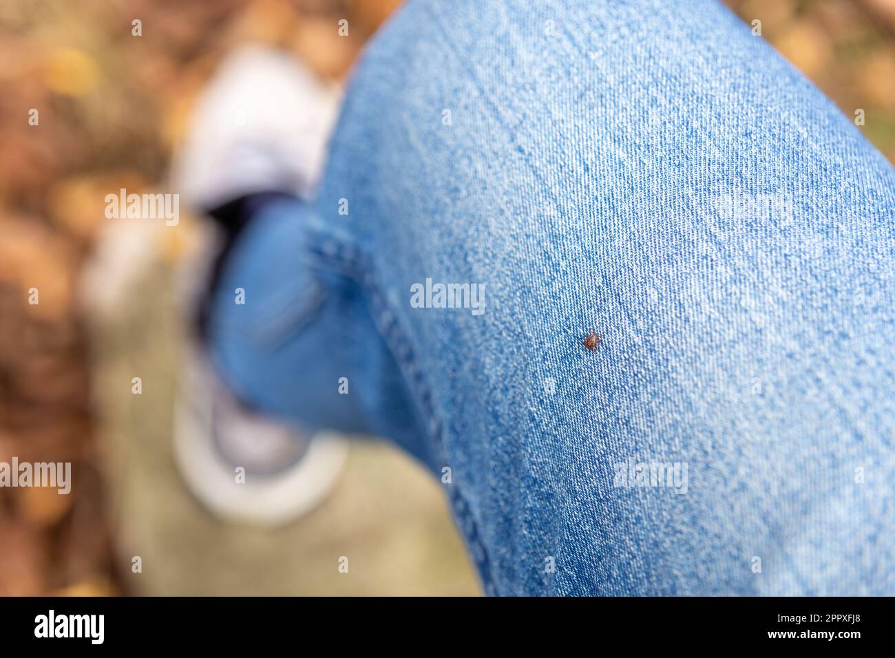 Eine kleine Parasitenmilbe, gefunden auf der blauen Jeans, Hosenbein eines Menschen. Das Insekt ist winzig, schwarz, und eine Erinnerung, ein Häkchen zu überprüfen, um Gras zu vermeiden Stockfoto