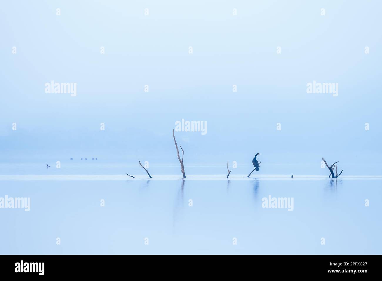 Großer Kormorantvogel mit schwarzen Federn, der auf einem Ast in einem ruhigen See vor blauem Himmel steht Stockfoto