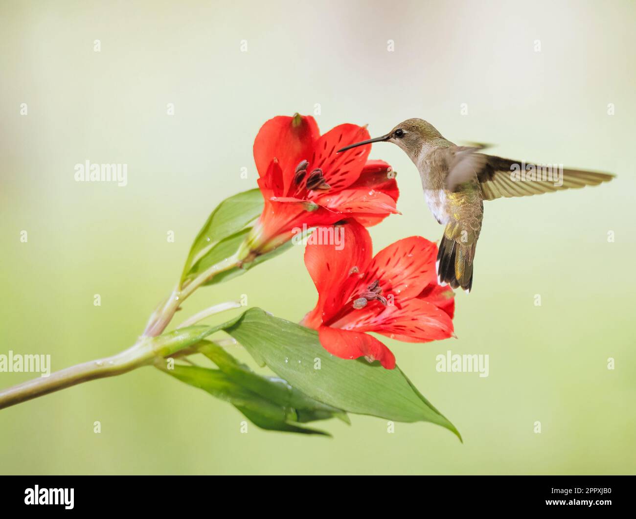 Ein weiblicher Kolibri mit schwarzem Kinn, der neben roten Blumen schwebt. Archilochus alexandri. Stockfoto