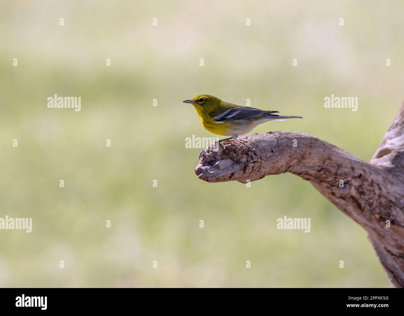 Ein Kiefernsteinzwerg auf einem gebrochenen Ast. Setophaga pinus. Stockfoto