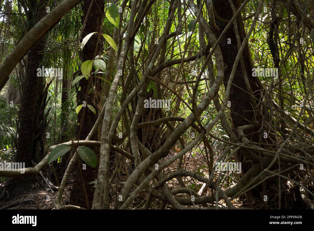 Baumstämme mit grünen Blättern, die an sonnigen Tagen in den tropischen Wäldern Guinea-Bissaus wachsen Stockfoto