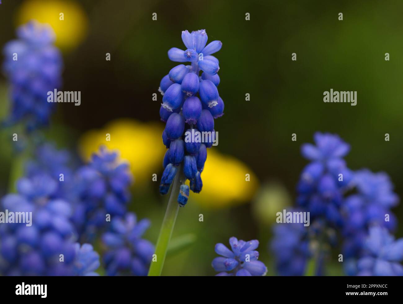 Makrofotografie einer blauen Blume im Frühling Stockfoto
