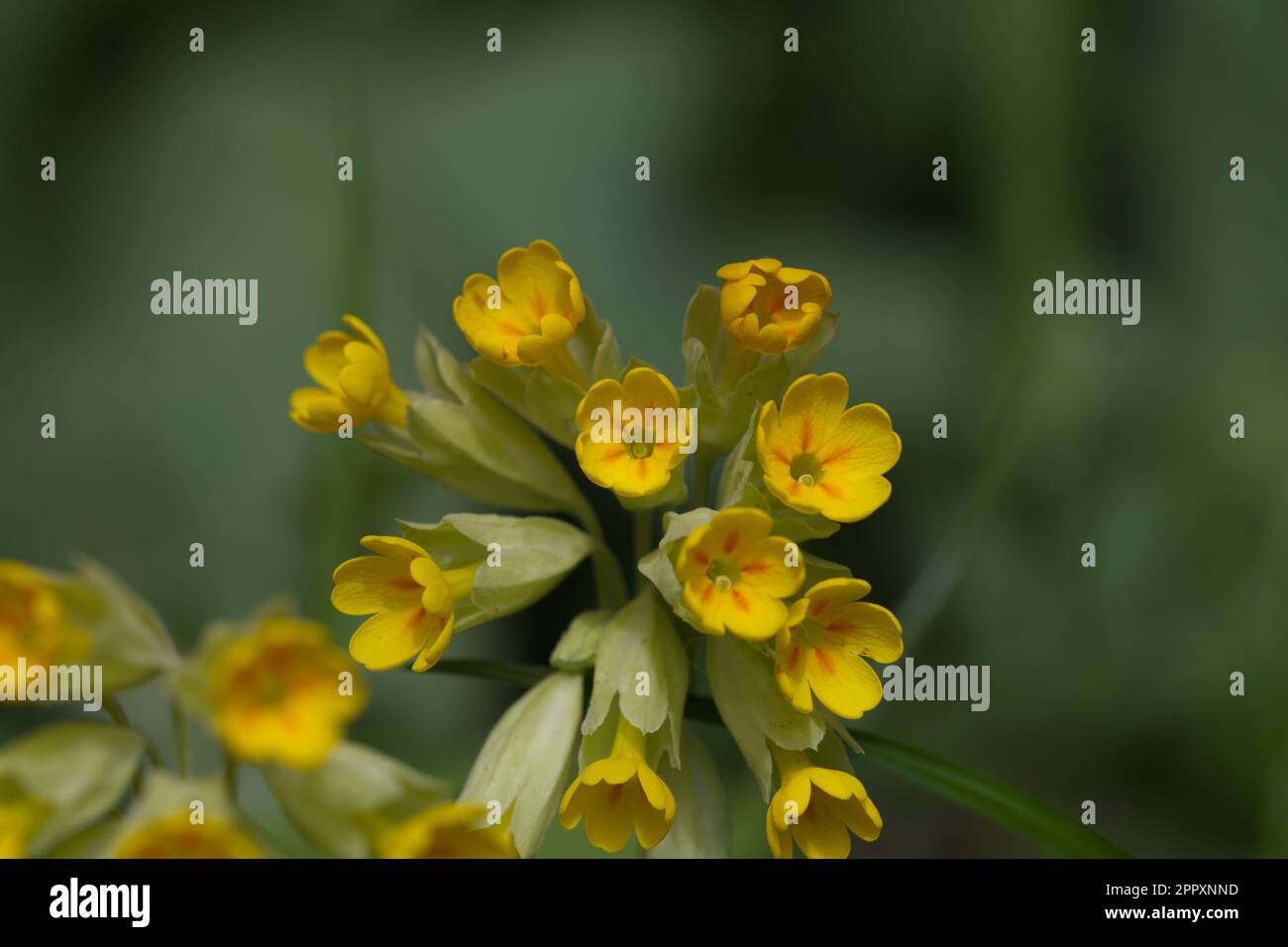 Makrofotografie einer Jellwo-Wildblume im Frühling Stockfoto