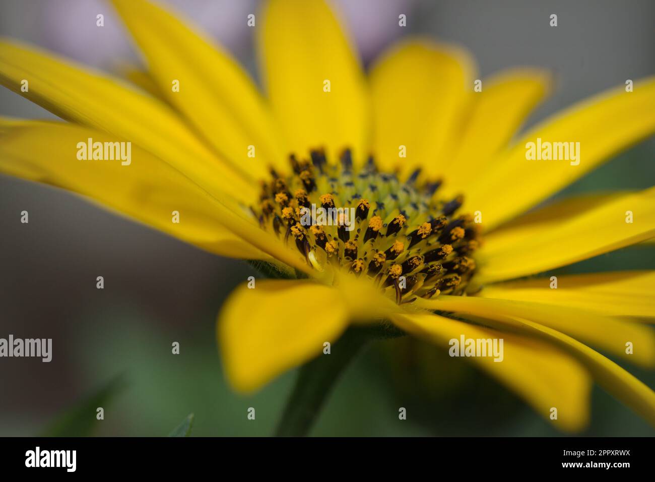 Makrofotografie einer bunten Blume im Frühling Stockfoto