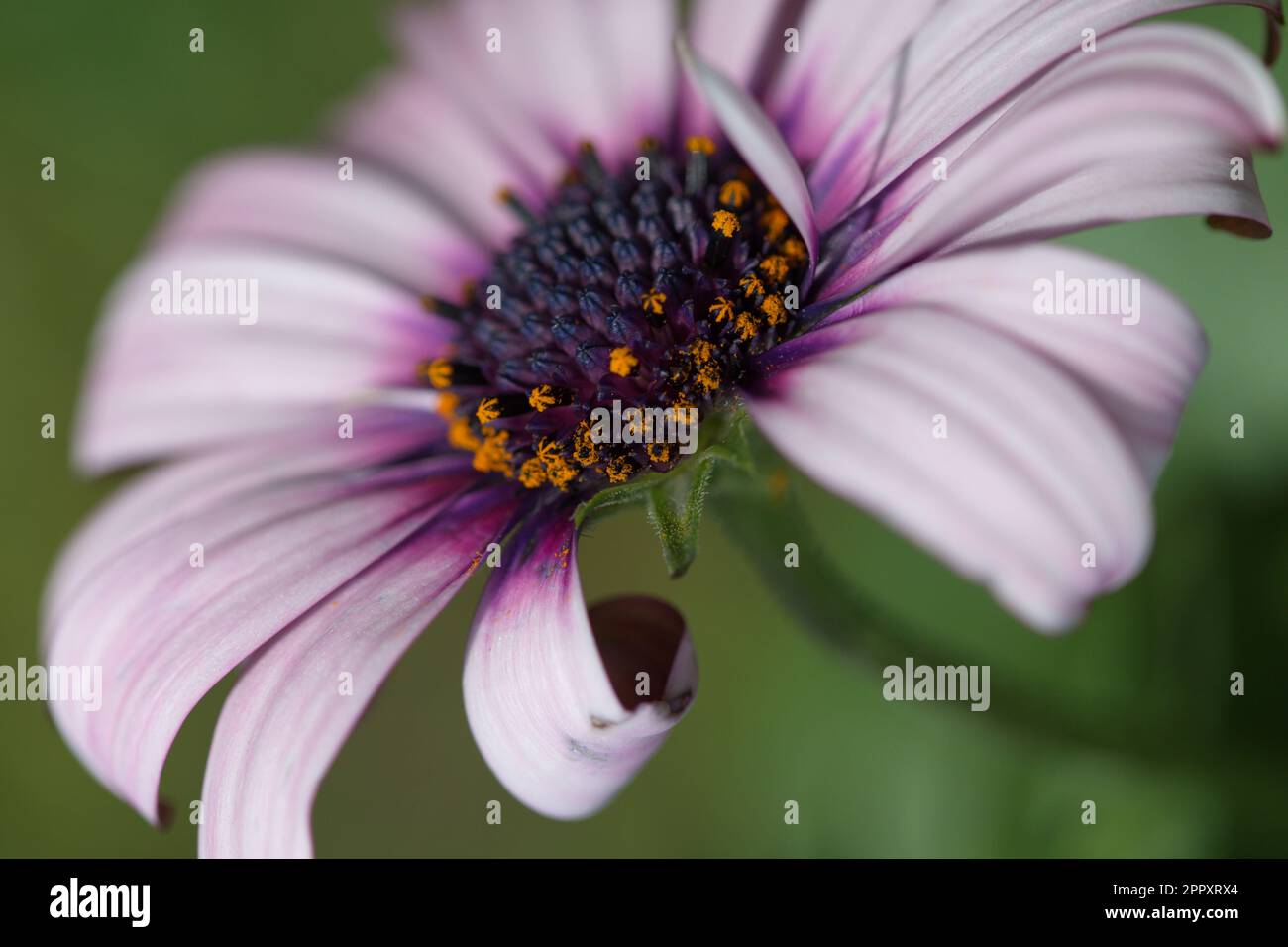 Makrofotografie einer bunten Blume im Frühling Stockfoto