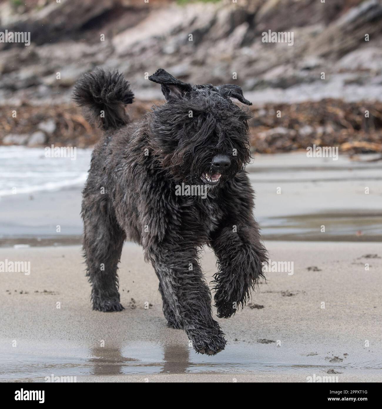 bouvier des flandres läuft auf Kamera zu Stockfoto