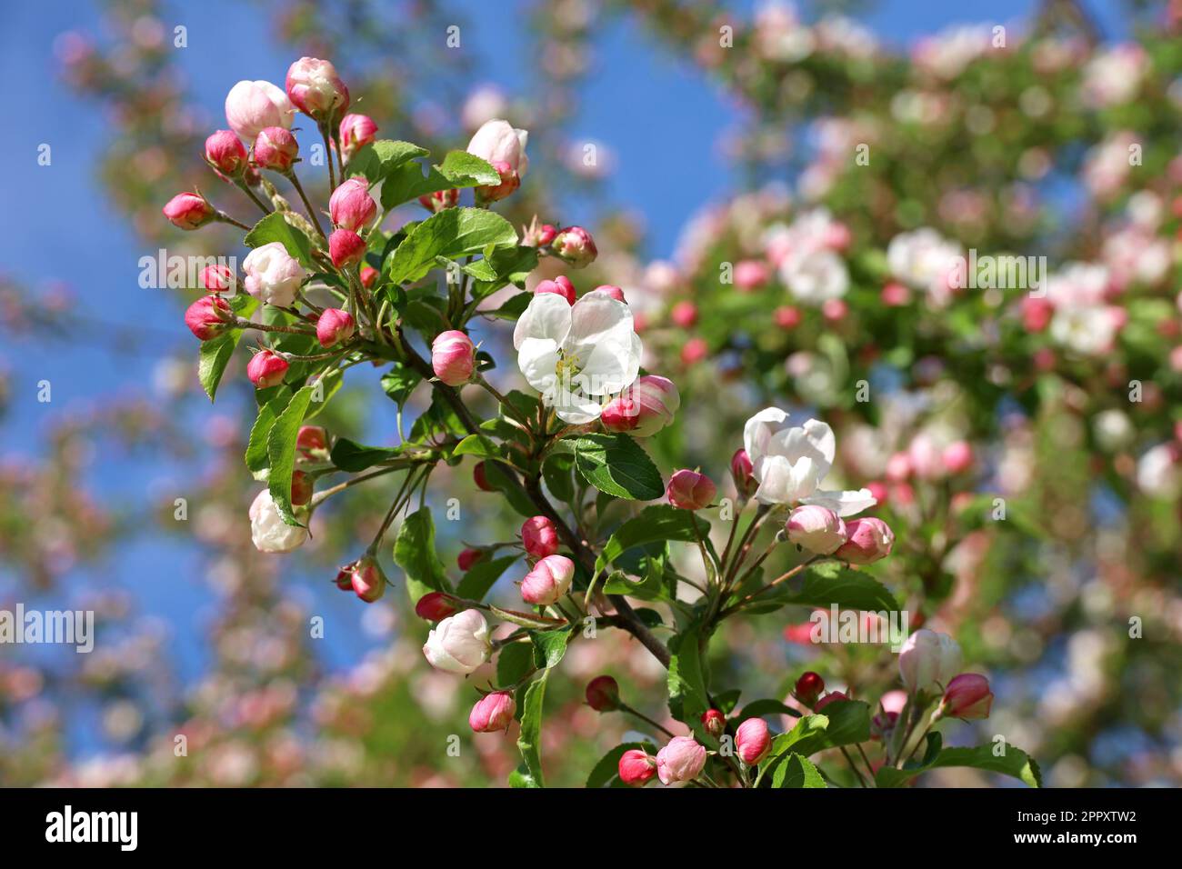 Apfelblüte auf einem Ast im Frühlingsgarten an sonnigen Tagen. Rosafarbene Knospen und Blumen mit grünen Blättern auf blauem Himmelshintergrund Stockfoto