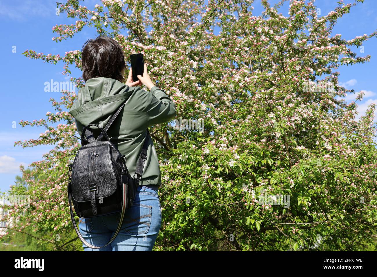 Frauenfotos auf Smartphone-Kamera Kirschblumen im Frühlingsgarten, Rückansicht Stockfoto