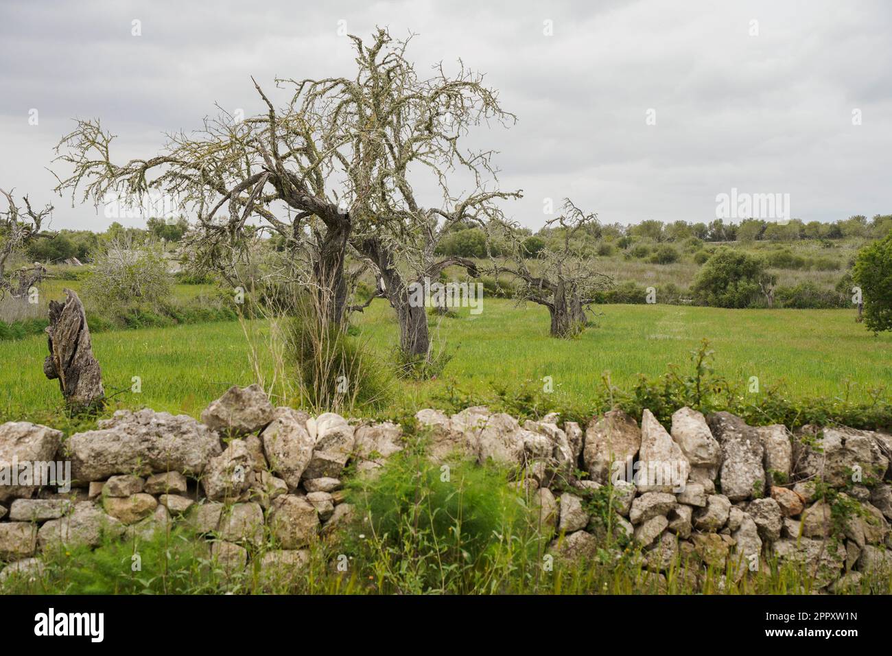 Feld mit toten Bäumen auf dem Land von Mallorca, Balearen, Spanien. Stockfoto