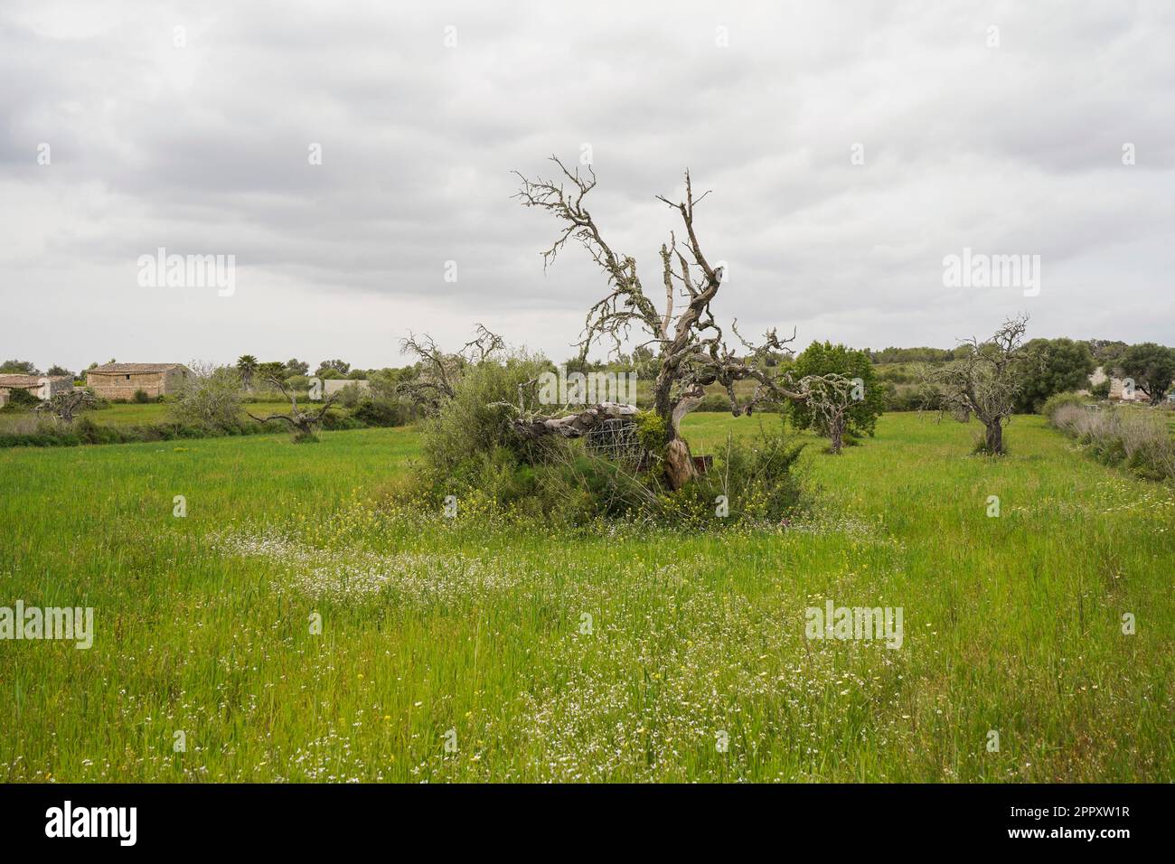 Feld mit toten Bäumen auf dem Land von Mallorca, Balearen, Spanien. Stockfoto