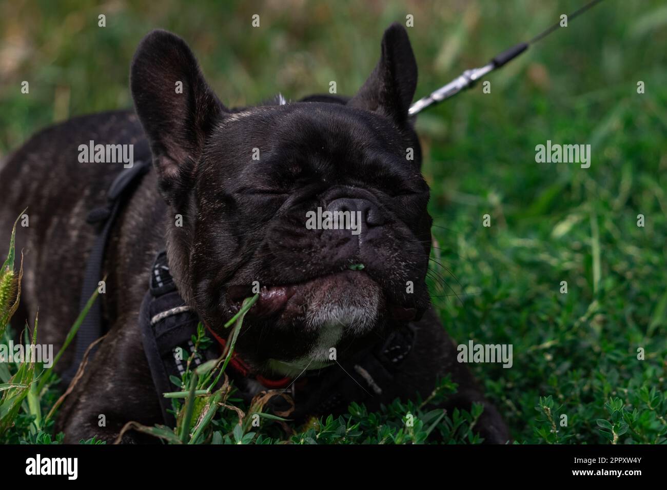 französische Bulldogge, die Gras isst Stockfoto