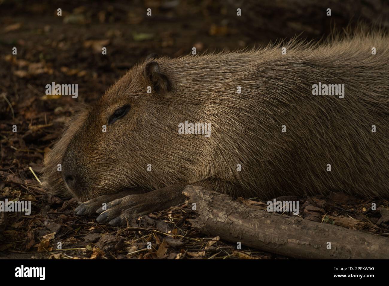 Nahaufnahme von Marmot Stockfoto