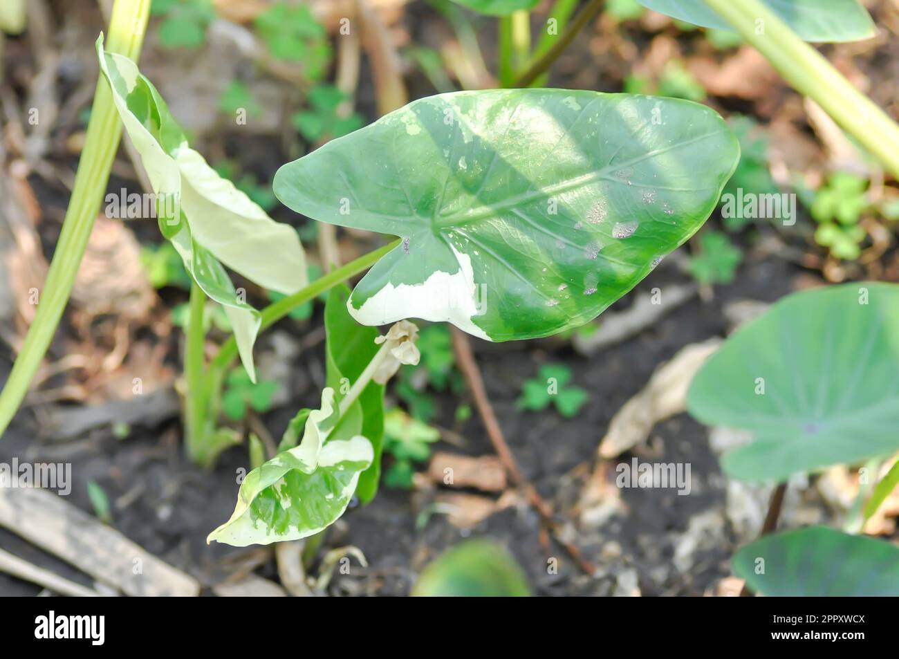 Alocasia, Alocasia macrorrhizos oder Alocasia plant oder tricolor