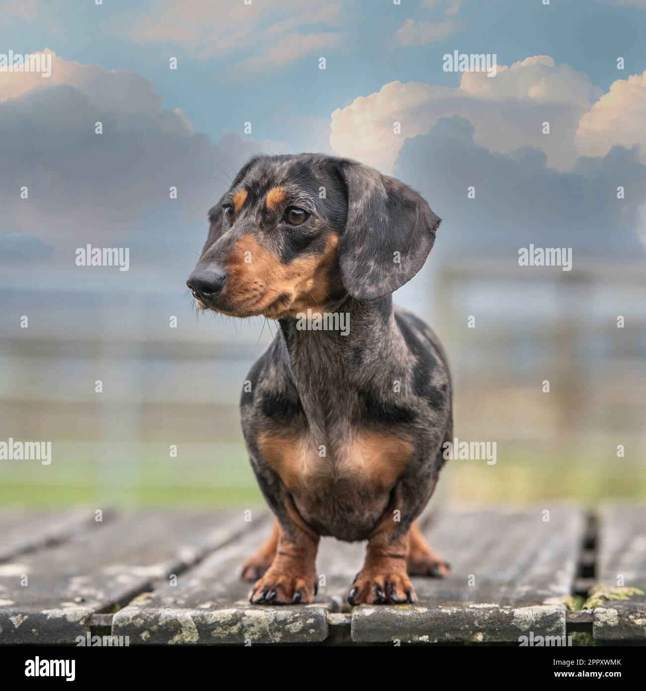 Miniatur-Dackel-Hund Stockfoto