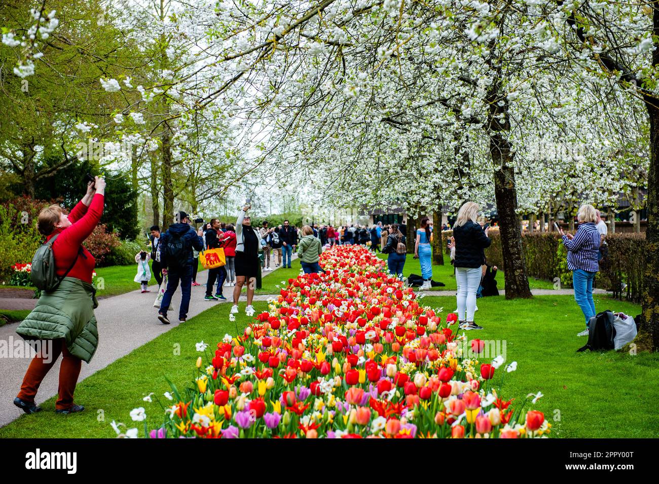 Besucher können Fotos von den Blütenbäumen machen. Keukenhof ist auch bekannt als der Garten Europas, einer der weltweit größten Blumengärten und befindet sich in Lisse, den Niederlanden. Zusätzlich zu den Millionen Tulpen, Narzissen und Hyazinthen im Park ist die Blume in den Pavillons größer und schöner geworden. Bis zum 14. Mai 2023 werden voraussichtlich weit über 1 Millionen Menschen aus der ganzen Welt die Ausstellung besuchen. Damit leistet der Keukenhof einen wichtigen Beitrag für den niederländischen Tourismus- und Blumenzuchtsektor. Stockfoto