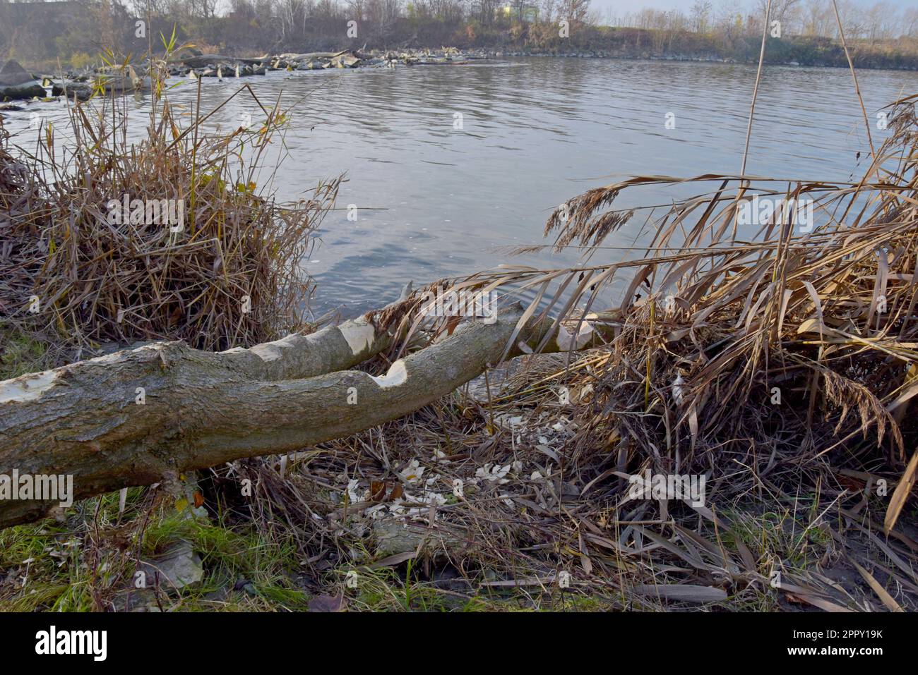 Eurasische Biber (Castor-Faser), Aktivität an genagten und gefällten Bäumen auf der Donau, Cunovo, Slowakei, Dezember 2022 Stockfoto