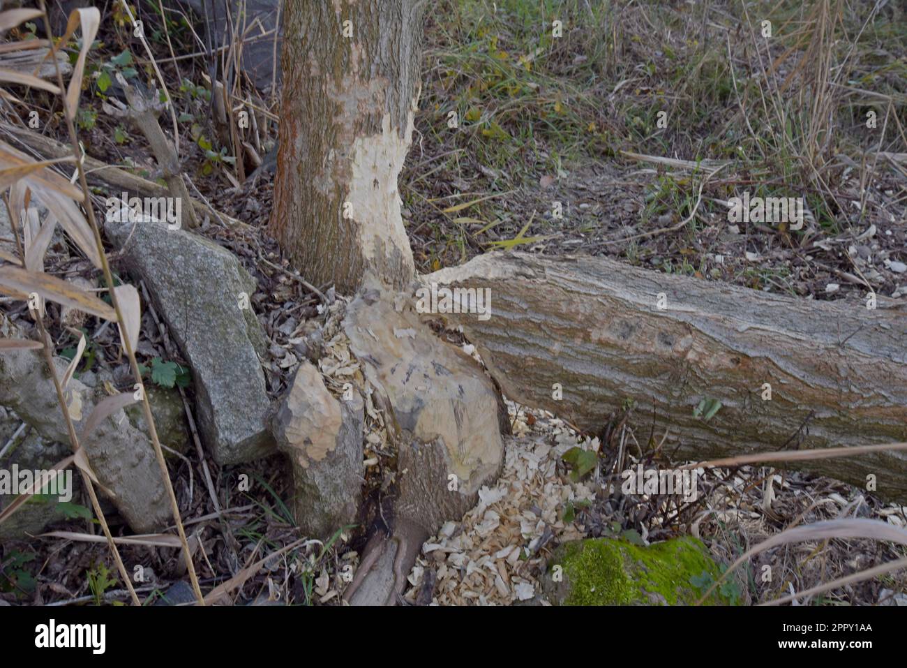 Eurasische Biber (Castor-Faser), Aktivität an genagten und gefällten Bäumen auf der Donau, Cunovo, Slowakei, Dezember 2022 Stockfoto