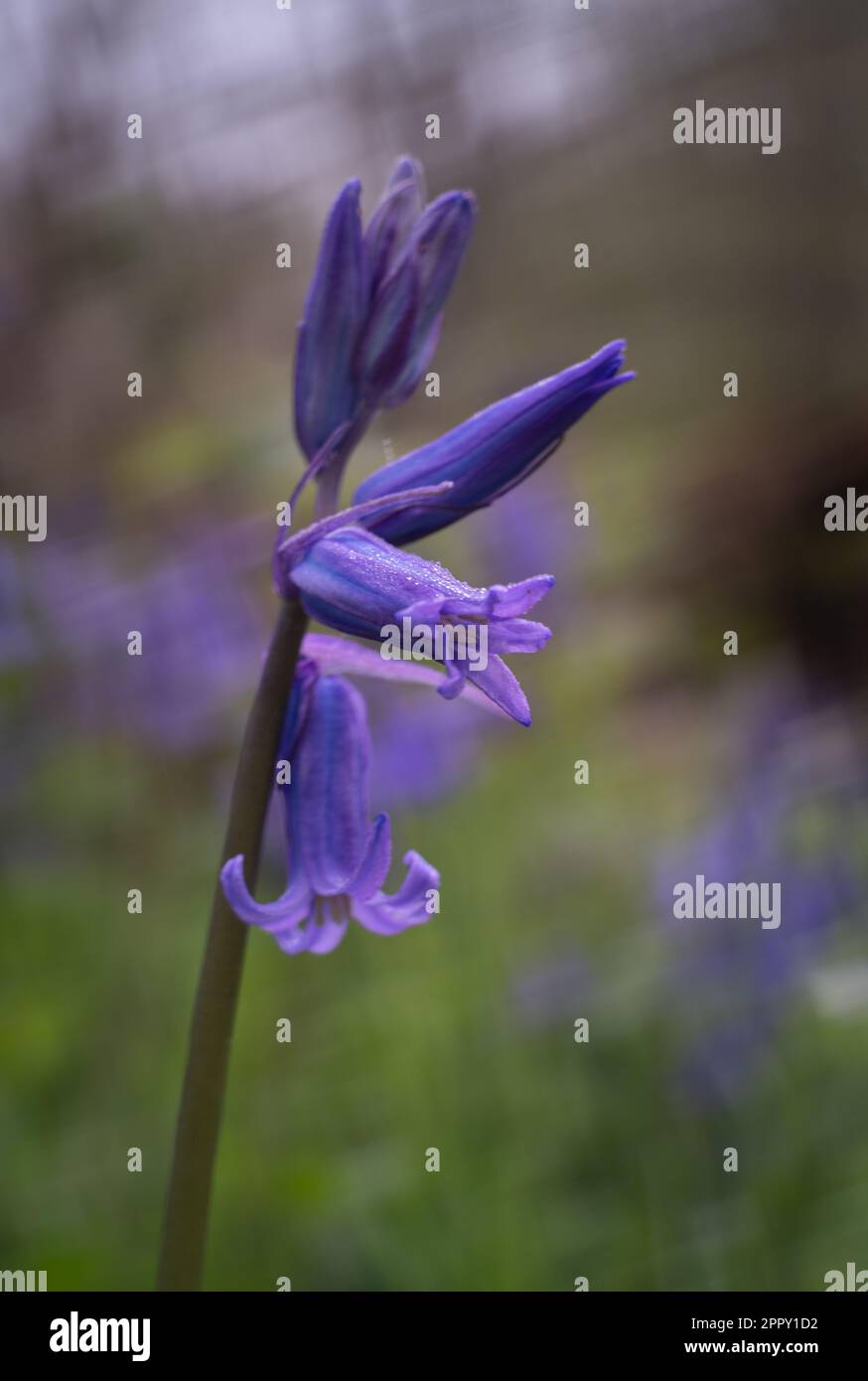 Bluebells, blaue Blumen, Naturfoto aus nächster Nähe. Stockfoto