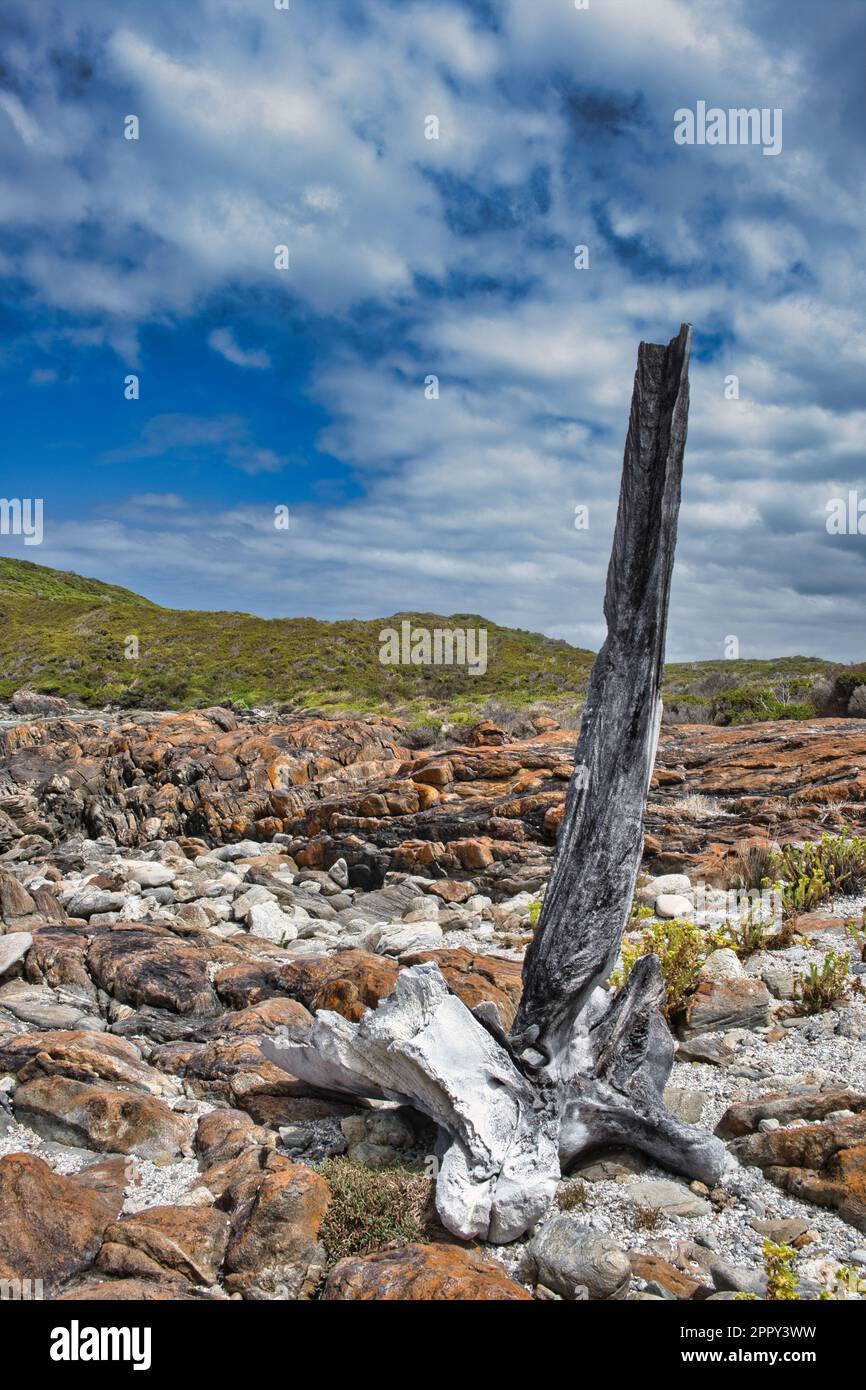 Großer Walknochen an einem felsigen Ufer. Friedliche Bucht, in der Nähe von Dänemark und Walpole, Westaustralien. Stockfoto