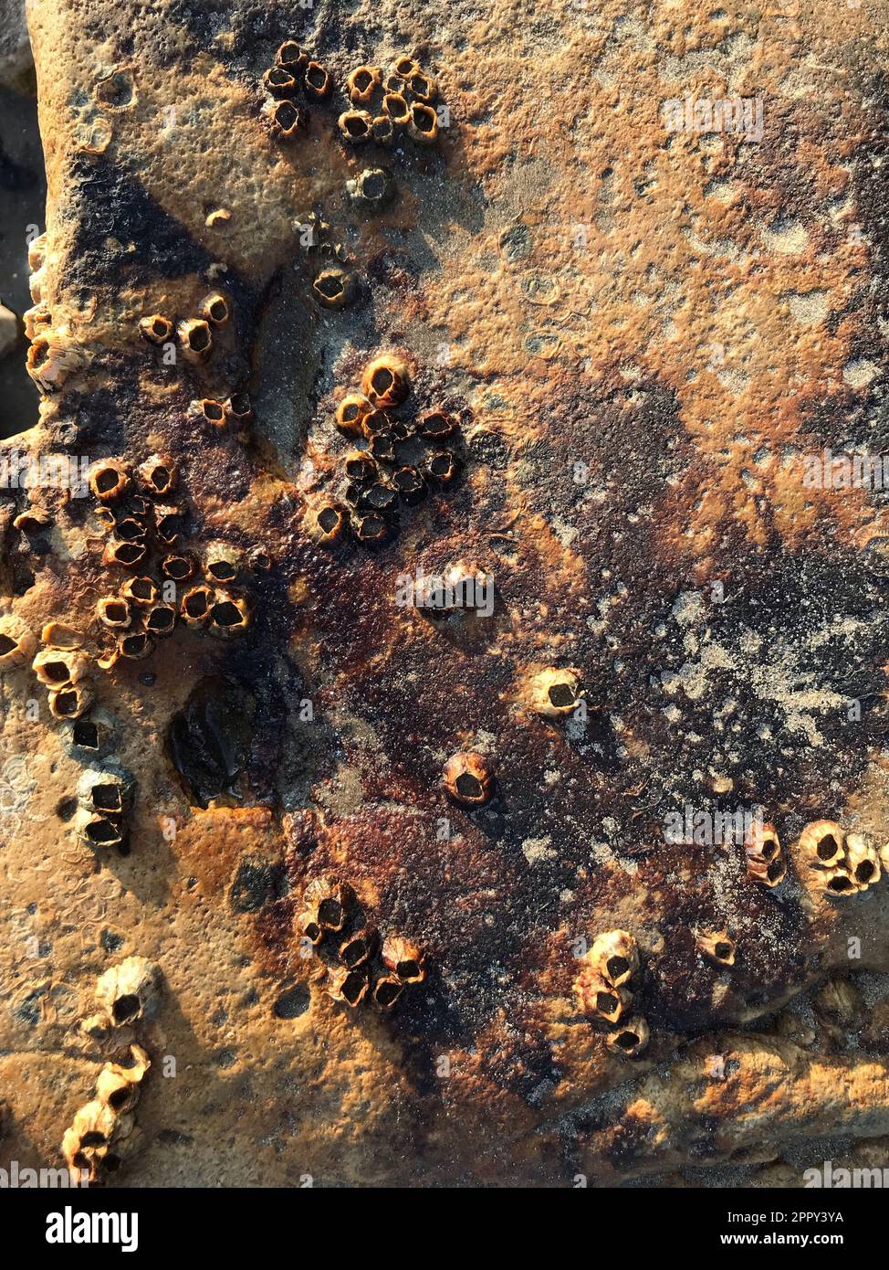 Die Strandszene wurde zu abstrakter Kunst, abgenutzte Stachelmuscheln (wahrscheinlich Balanus crenatus), weiße und orangefarbene Flechten bedecken eine Felswand, möglicherweise Gelbe Schuppen Stockfoto