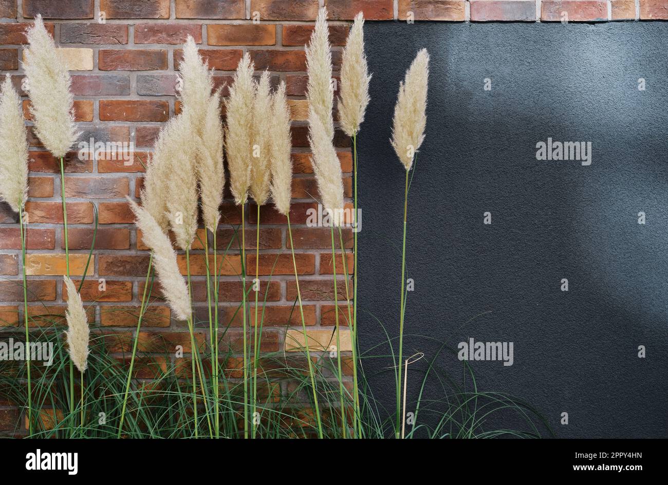 Trockenes, flauschiges Schilf vor dem Hintergrund einer roten Ziegelwand. Innenraumdekoration, Hintergrund mit freiem Platz. Flauschige Panikel von Pampas Gras, oder Name Stockfoto