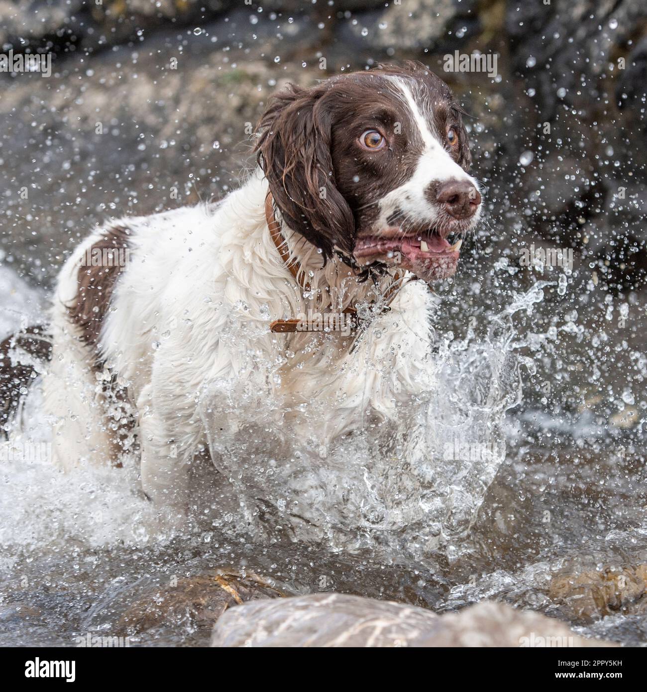 Englischer Springer Spaniel läuft durch den Wasserhahn Stockfoto