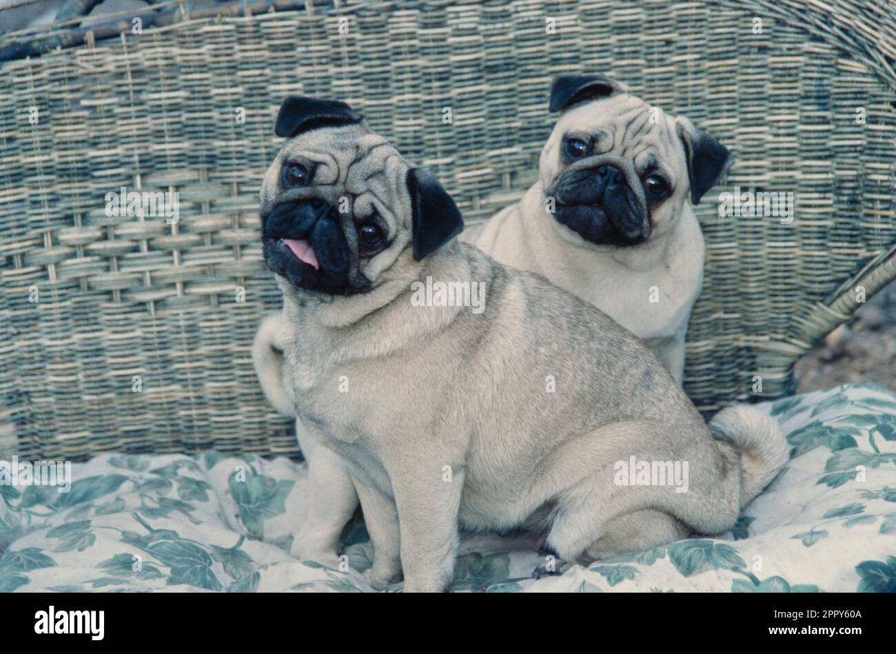 Zwei Pugs, die komischerweise auf einer Korbcouch mit Kissen sitzen Stockfoto