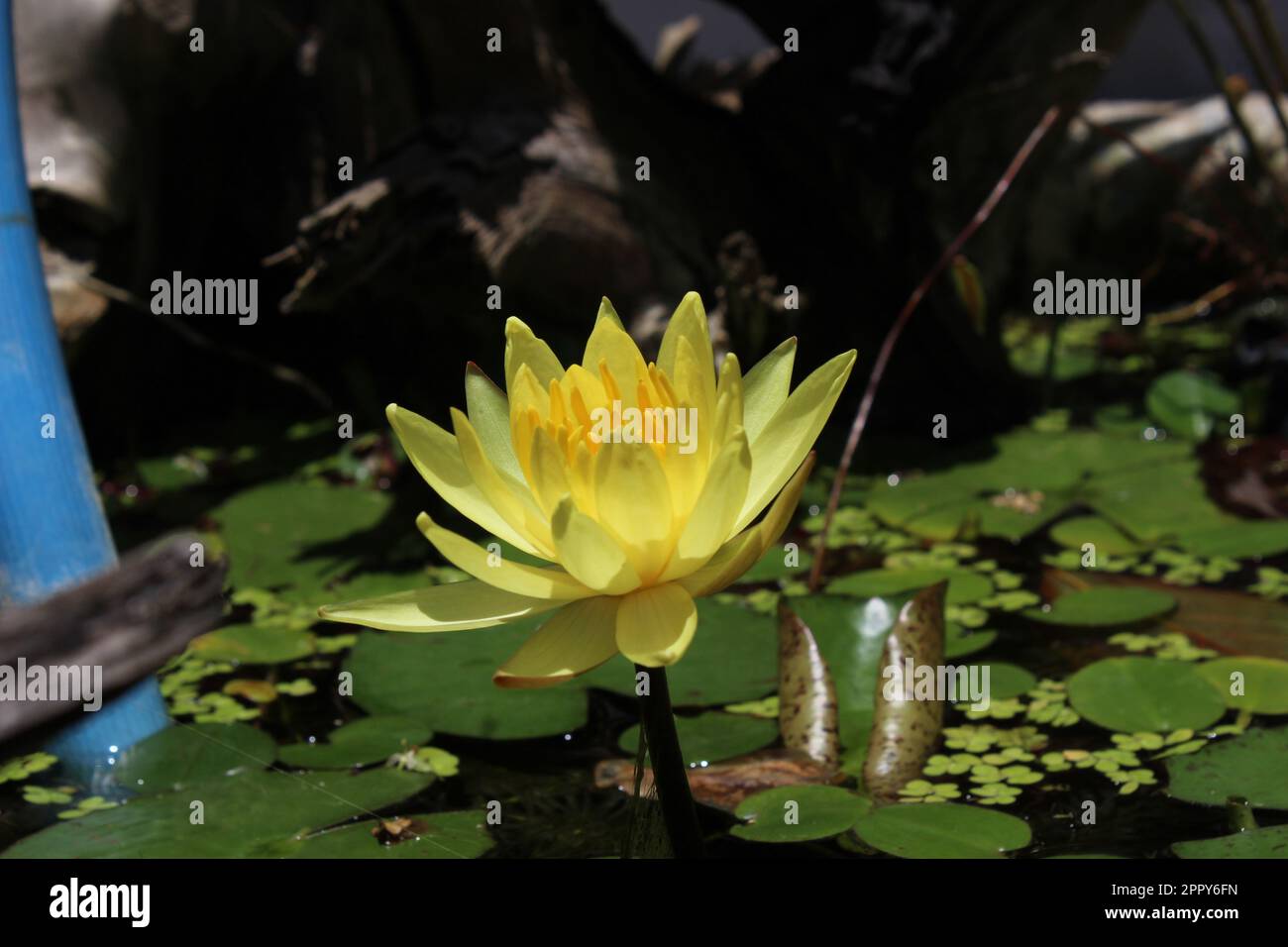 Gelber Lotus Stockfoto