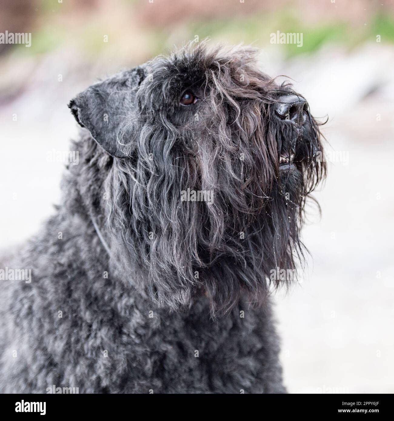 Bouvier des Flandres-Kopfstudie Stockfoto