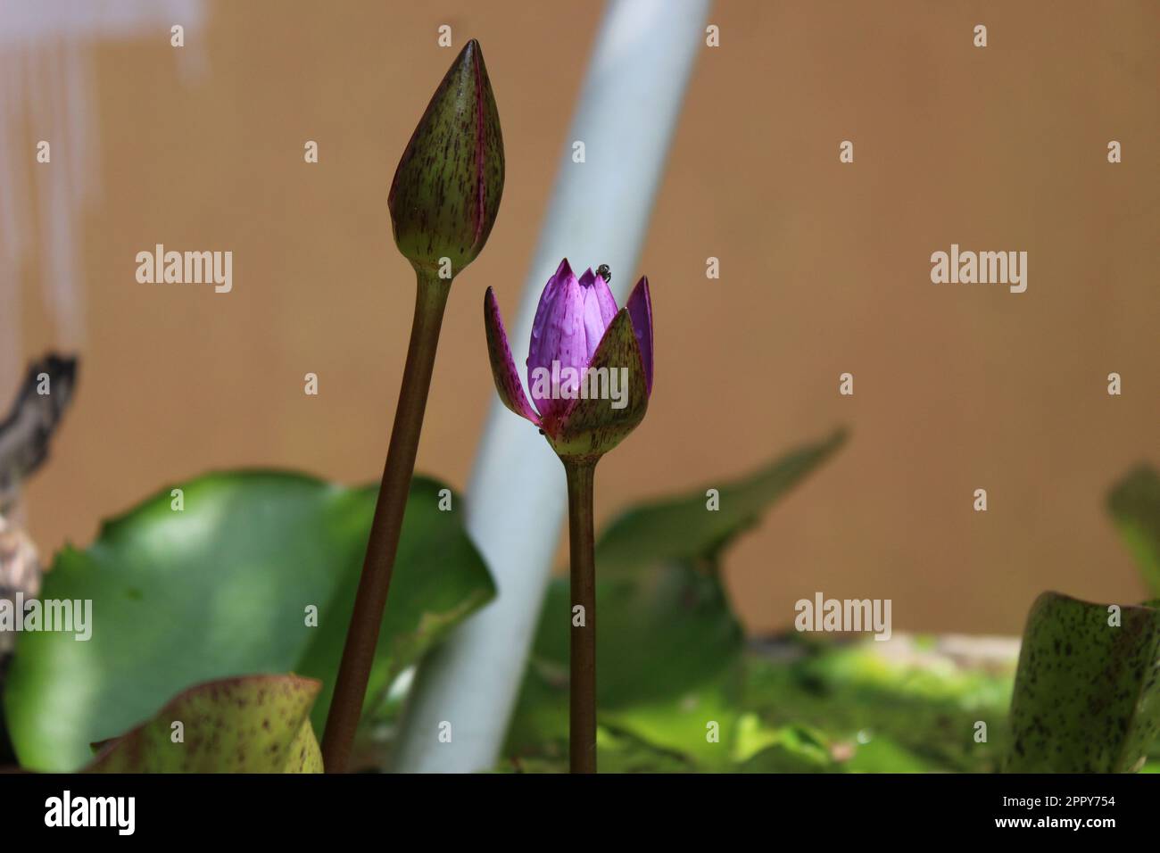 Blaue Wasserlilie Blume | Blauer Lotus (nicht bearbeitet oder Farbe geändert) Stockfoto