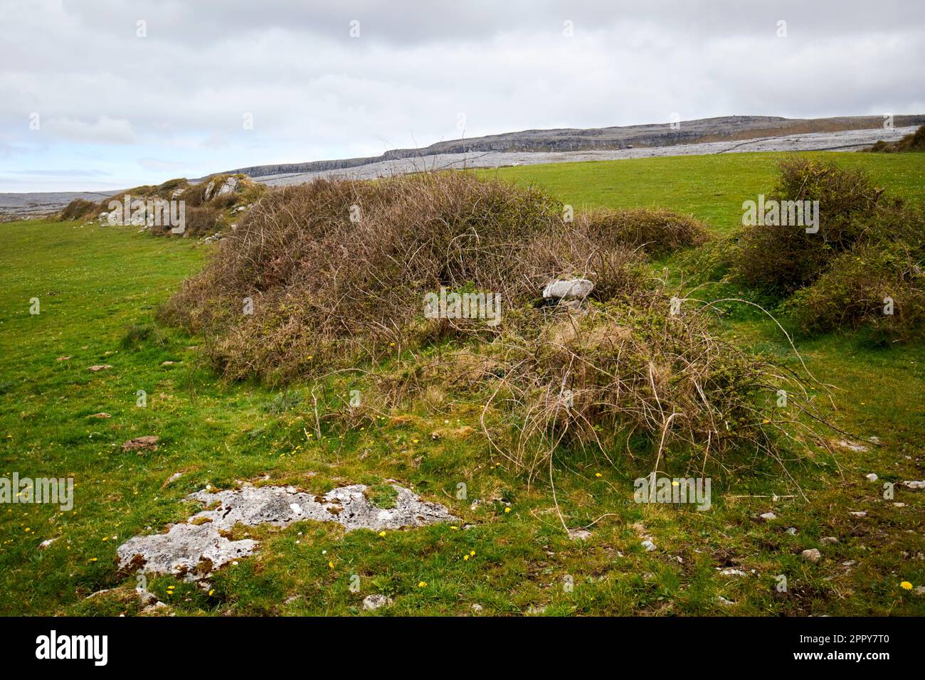 Hungerhilfsstraße oder Hungerstraße in der Nähe von Fanore im burren County clare republik irland Hungerstraßen waren das Ergebnis eines öffentlichen Bauplans Stockfoto