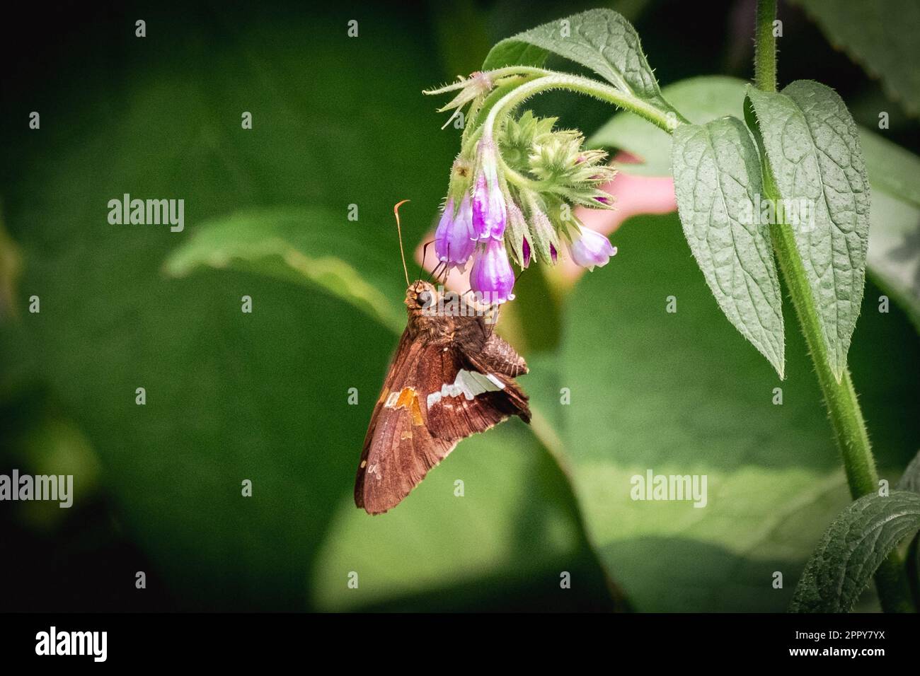 Ein silberner gepunkteter Skipper-Schmetterling, der auf dem Stiel einer blühenden Pflanze sitzt Stockfoto