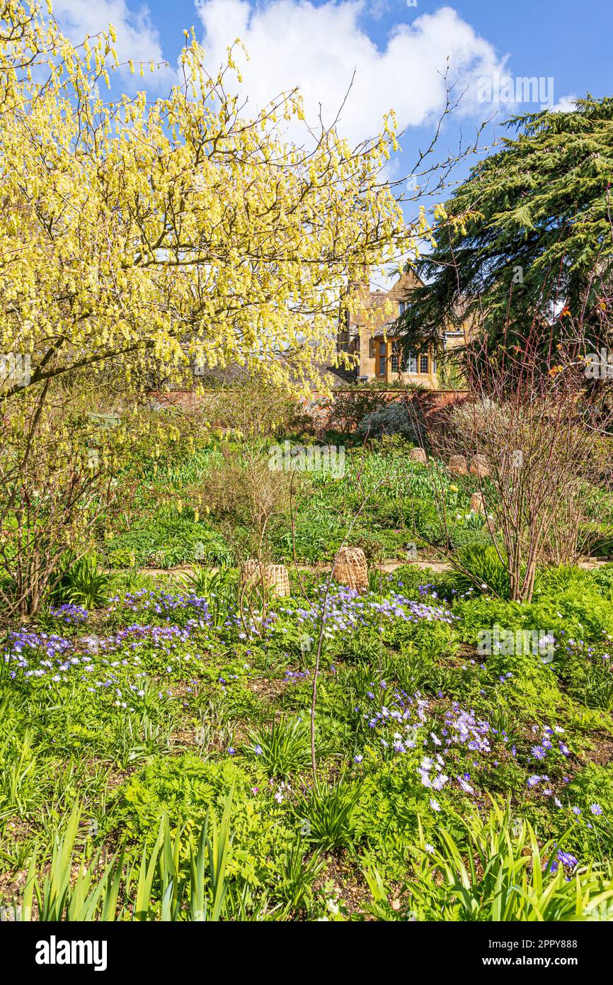 Frühling im Hidcote Manor Garden im Dorf Cotswold in Hidcote Bartrim, Gloucestershire, England Stockfoto