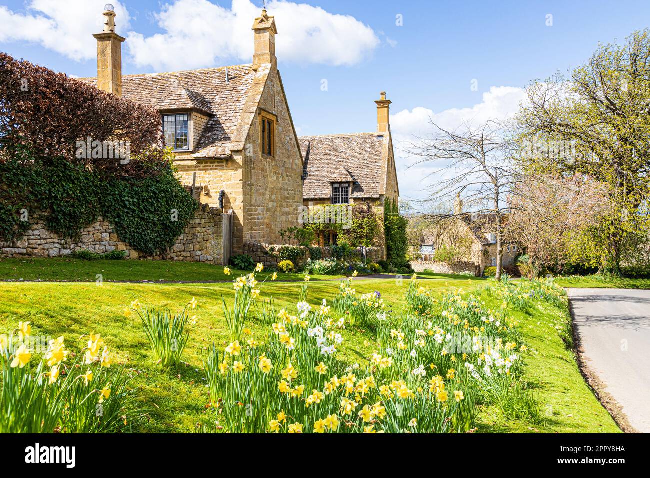 Narzissen im Frühling im Dorf Cotswold in Saintbury, Gloucestershire, England, Großbritannien Stockfoto