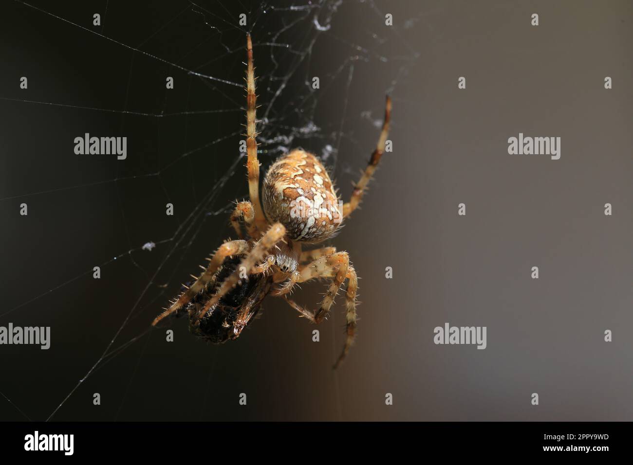 Gartenkreuzspinne (Araneus diadematus) mit Beute Stockfoto