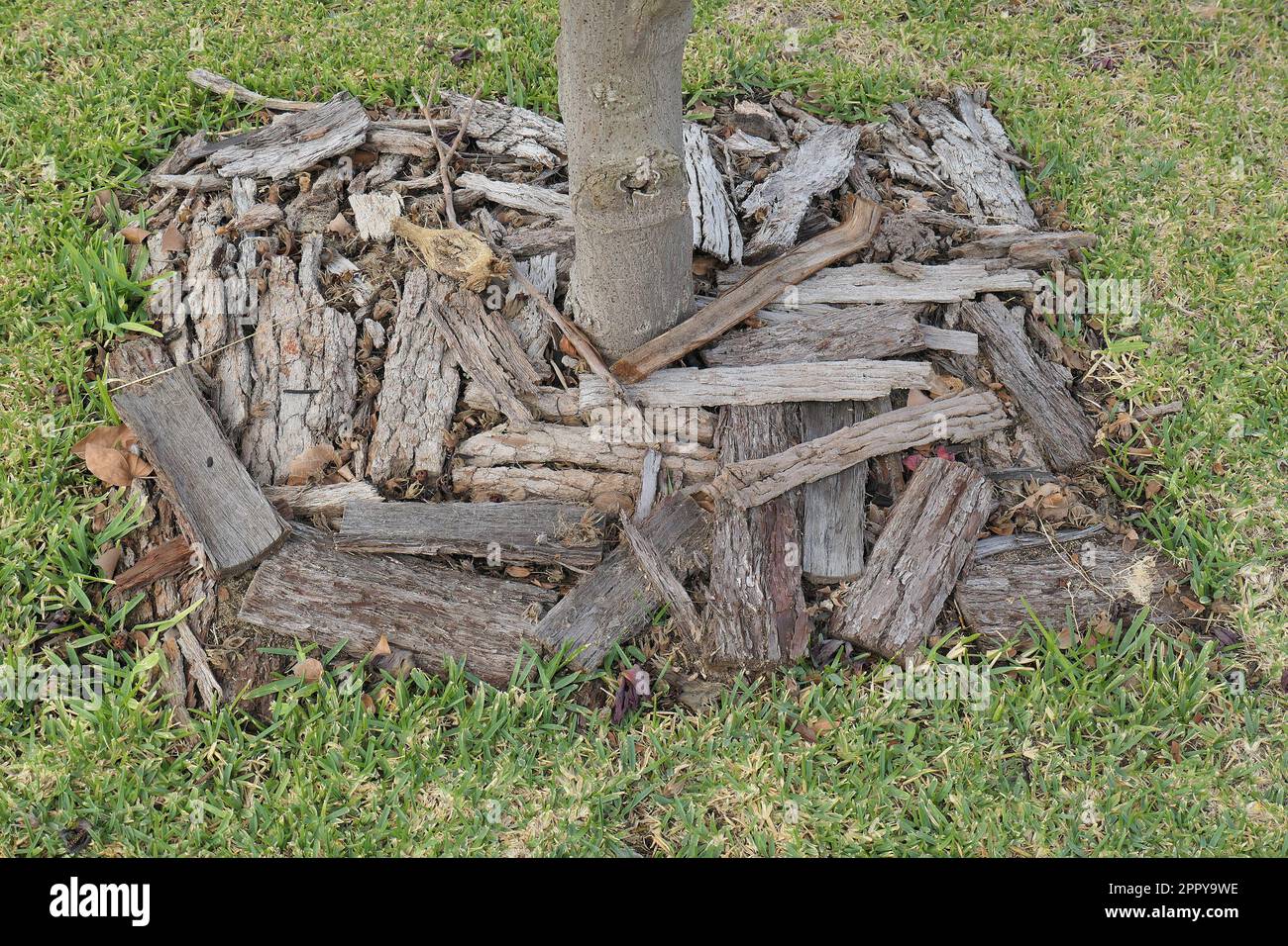 Nahaufnahme eines Mulchs aus großen flachen Stücken organischen Gartenholzes um den Fuß eines im Rasen gepflanzten Baumes. Stockfoto