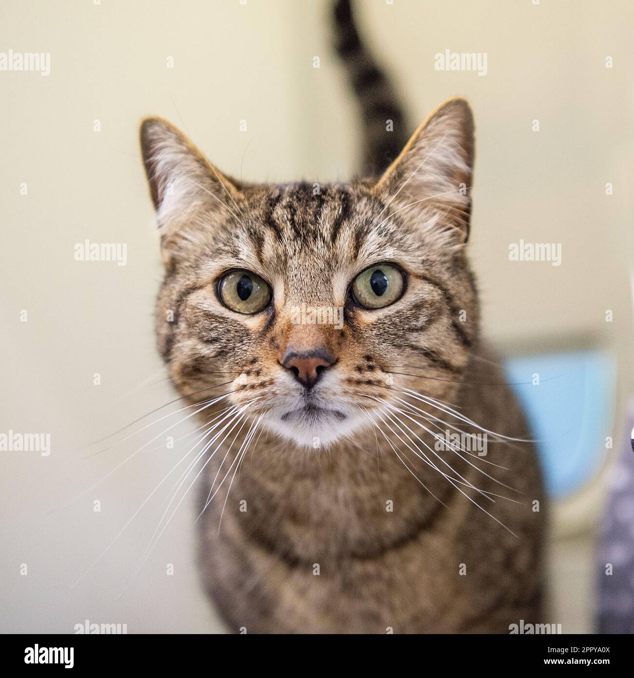 Tabby Katze Stockfoto