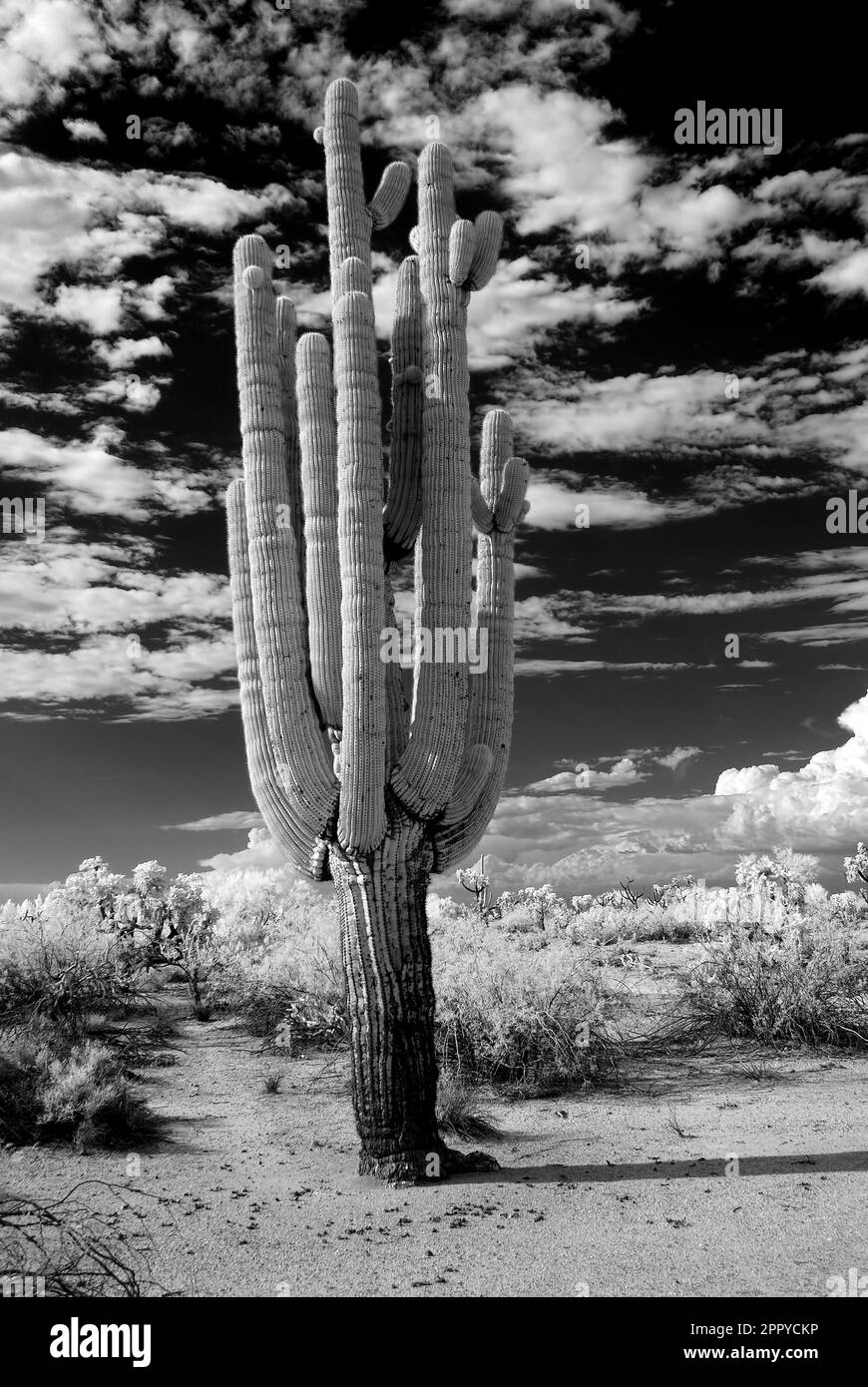 Saguaro Kaktus Cereus Giganteus in der Wüste von Arizona Stockfoto