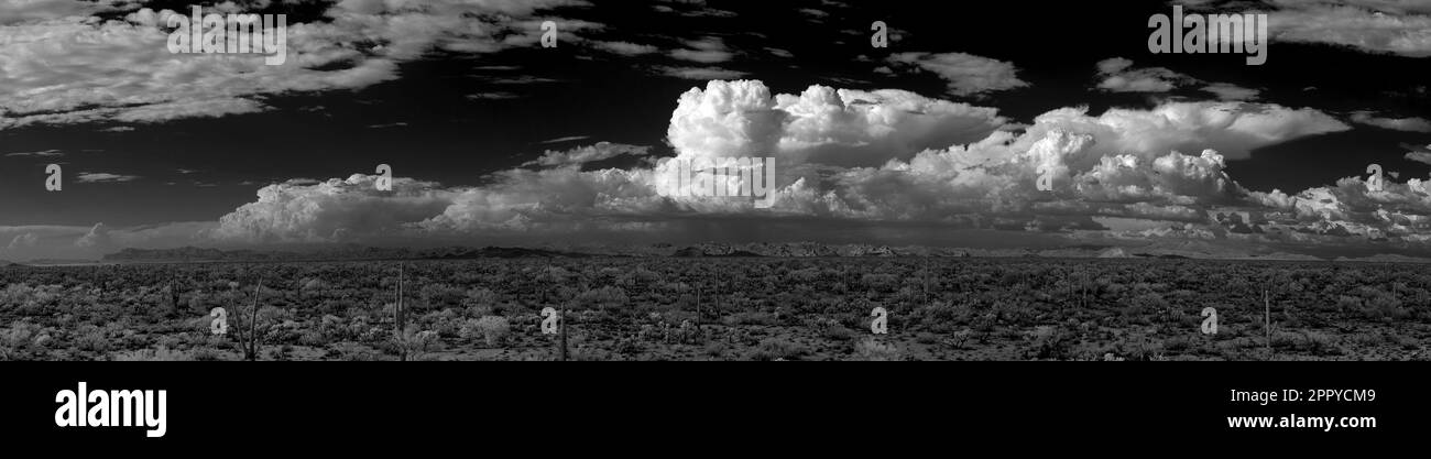 Panorama-Sonora-Wüste im Zentrum von Arizona, USA Stockfoto