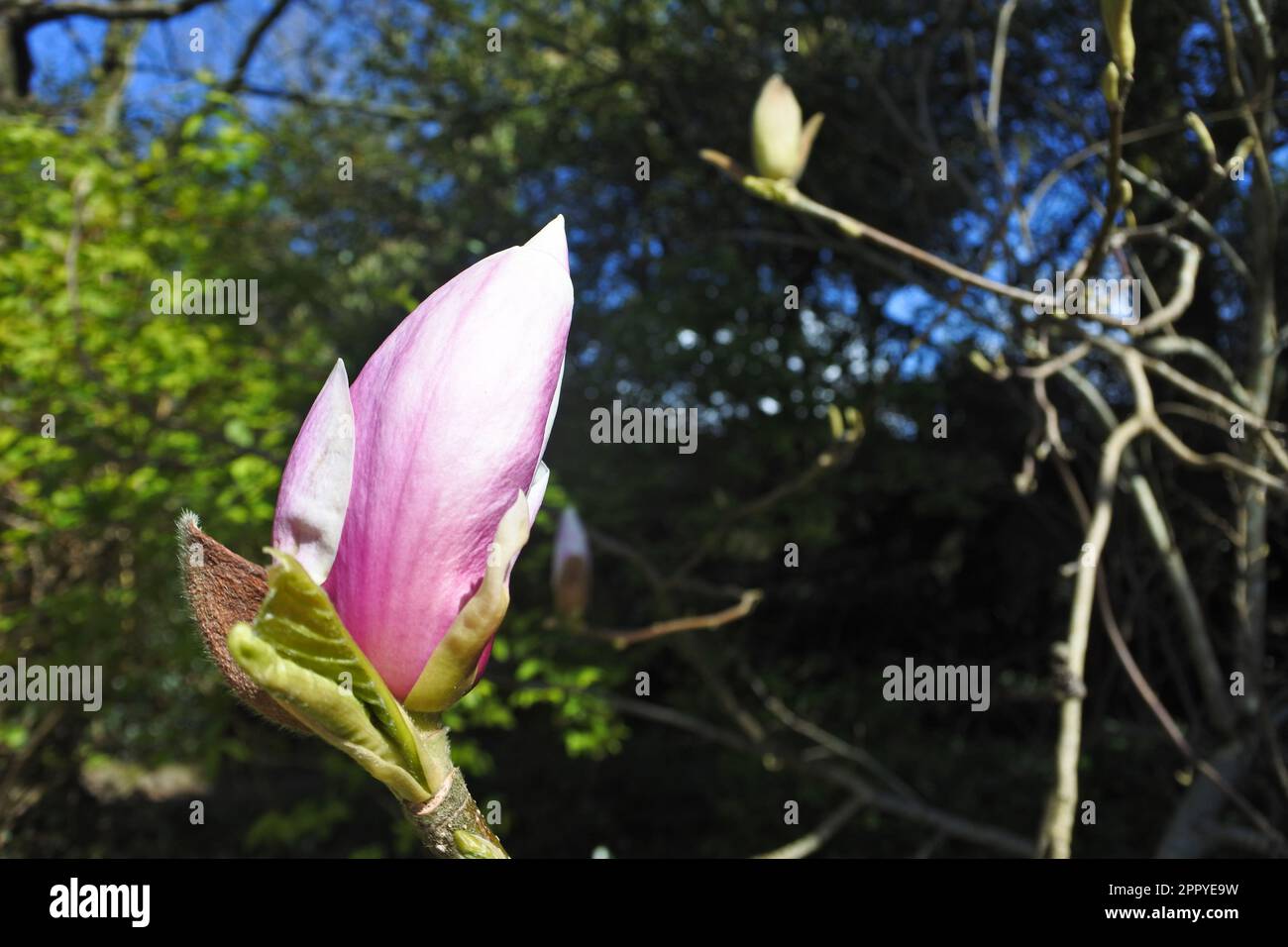 Nahaufnahme eines aufkeimenden Magnolienbaums - John Gollop Stockfoto